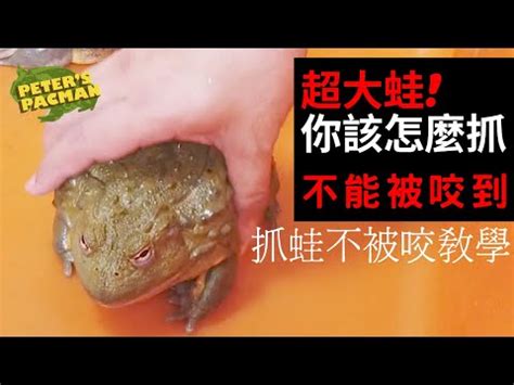 角蛙成體|角蛙成體的飼養與照顧－母蛙篇【PACMAN TAIWAN ...